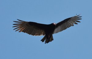 Turkey vulture