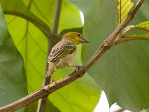 Village Weaver Female