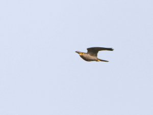 Grey Kestrel