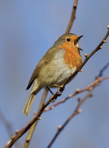 european robin