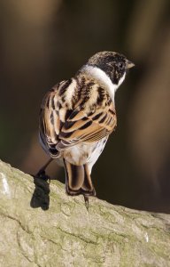 reed bunting