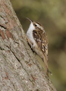 treecreeper