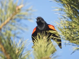 Red Winged Blackbird in pines