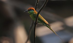 Green Bee-eater