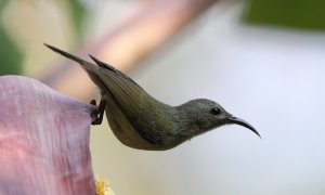 Black-throated sunbird