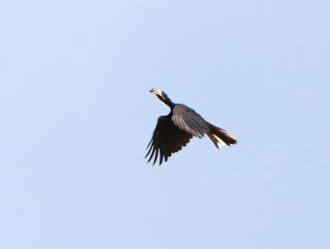 African Pied Hornbill