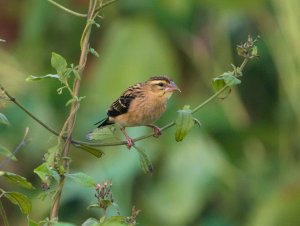 Black Winged Bishop Non Breeding Male