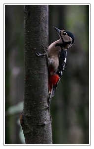 Great Spotted Woodpecker (Female)