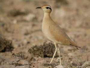 Cream-Coloured Courser