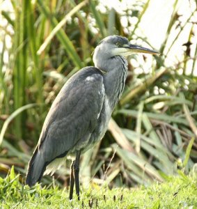 Grey Heron