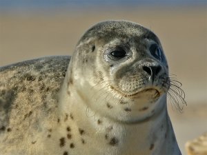 Common Seal