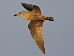 Dawn Gull