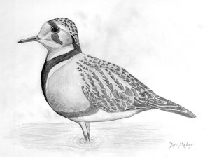 Inland Dotterel