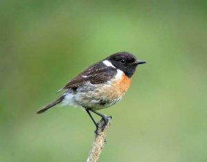 Stonechat