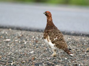 Willow Grouse