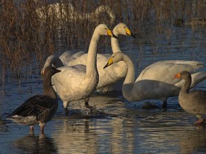 Whoopers On The Mere