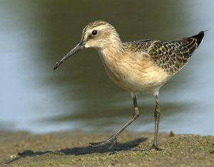 Curlew Sandpiper