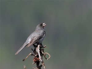 Dark-Eyed Junco