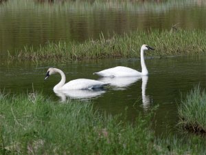 Trumpeter Swan