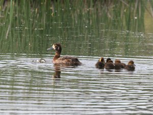 Greater Scaup