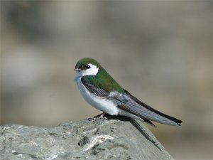 Violet-green Swallow