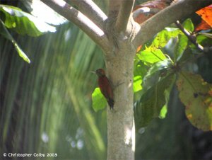 Blood-colored Woodpecker