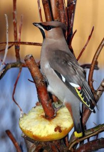 Bohemian Waxwing