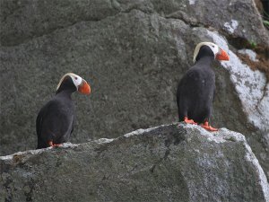 Tufted Puffin