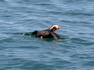 Tufted Puffin