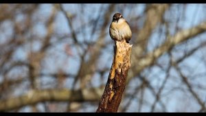 Carolina Wren singing me a song in Alabama