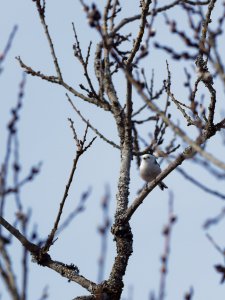 Long-tailed tit