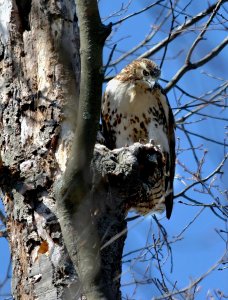 Red-tailed hawk