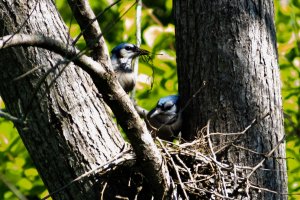Blue jays building a nest