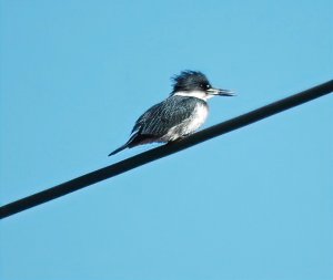 Adult male Belted kingfisher