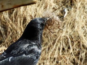 American Crow