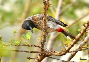 Red-vented Bulbul