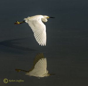 Snowy Egret