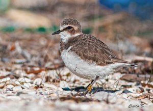 Charadrius alexandrinus-Kentish plover.JPG