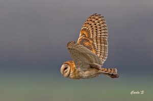 short-eared owl.JPG