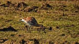 Blacktailed Godwit