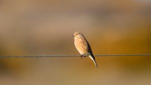 Corn Bunting