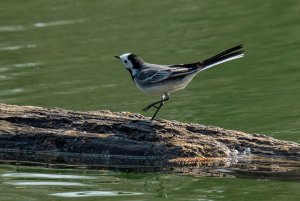 When wagtails dance