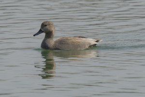 Gadwall sailing