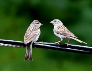 Chipping Sparrows