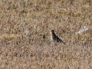 Eurasian skylark