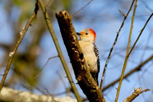 Baby Woodpecker