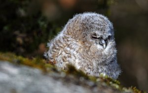 Owling ball.....Tawny owl