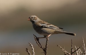 Mourning Sierra Finch Rhopospina fruticeti. Yal