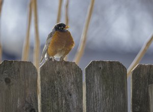1st robin of spring