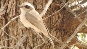 Talchhapar - 10 : Amazing wildlife of India by ... Renu Tewari and Alok Tewari : Common Woodshrike adult- searching insect